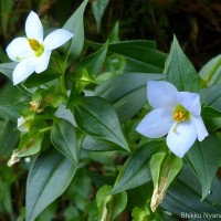 Exacum pallidum (Trimen) Klack.